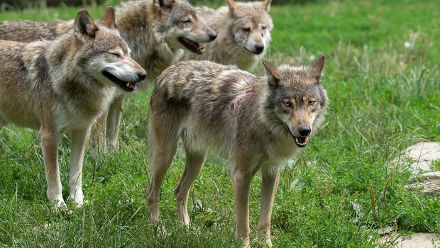 Zwar wirkt ein ganzes Rudel Wölfe bedrohlicher als ein Einzeltier. Laut SRF-Dok richten Wölfe im Familienverband aber weniger Schaden an, als allein umherstreifende Individuen. (Bild Pixabay)
