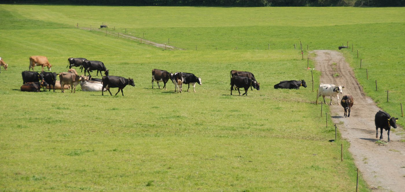 Andreas Bucher (nächstes Bild) andererseits bewirtschaftet seine arrondierten Flächen nach dem Ökologischen Leistungsnachweis. Der ehemalige Züchter hat vor zwölf Jahren einen radikalen Kurswechsel vollzogen und hält heute seine Herde auf einer Umtriebsweide mit 28 Koppeln.