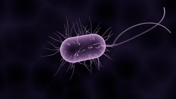 Z.B. Bakterien können Bioeffektoren sein (Bild Pixabay) 