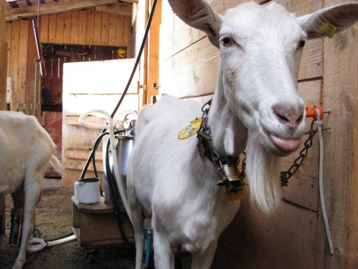 Boomendes Nischenprodukt: Ziegenmilch. (Bild Arno Klüglein/landwirtschaft.ch)