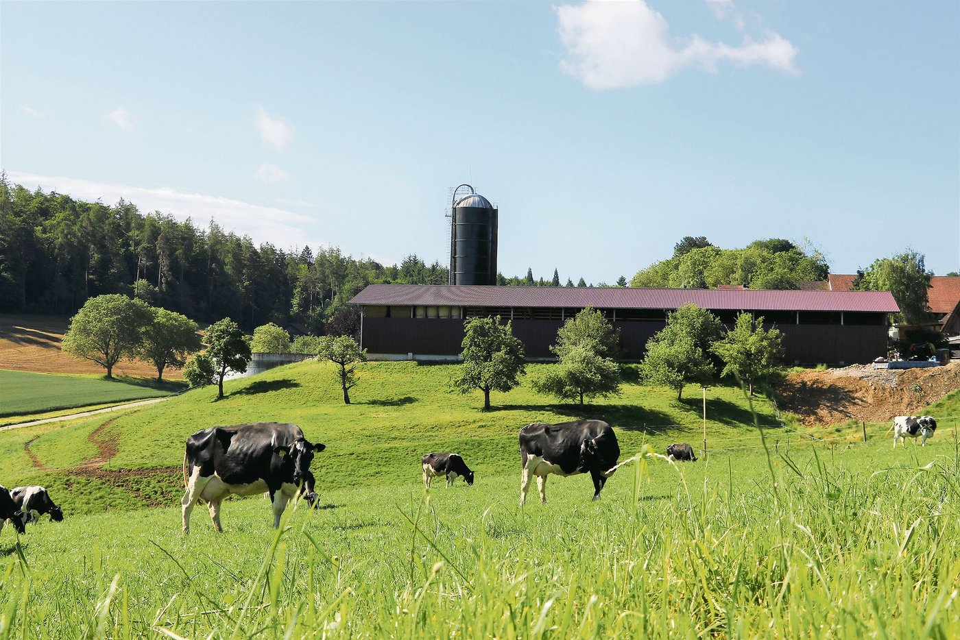 Es bleibt hügelig: Die Senke vor Roman Bieris Stall wird nicht aufgeschüttet. «Dabei wären Lösungen für die Verwendung von sauberem Aushub gesucht», gibt der Landwirt zu bedenken. (Bild Ruth Aerni)