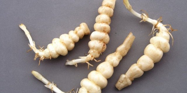 Was an eine Raupe mahnt, ist in Wirklichkeit ein Gemüse. (Bild: lid)