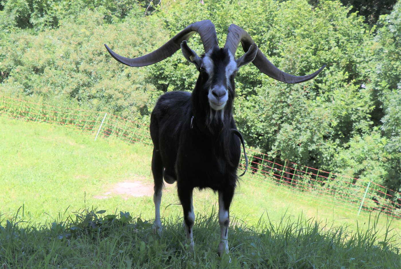 Strahlengeissbock Nemo war bis vor einigen Tagen weit oben auf der Alp. (Bild lid/Ann Schärer)