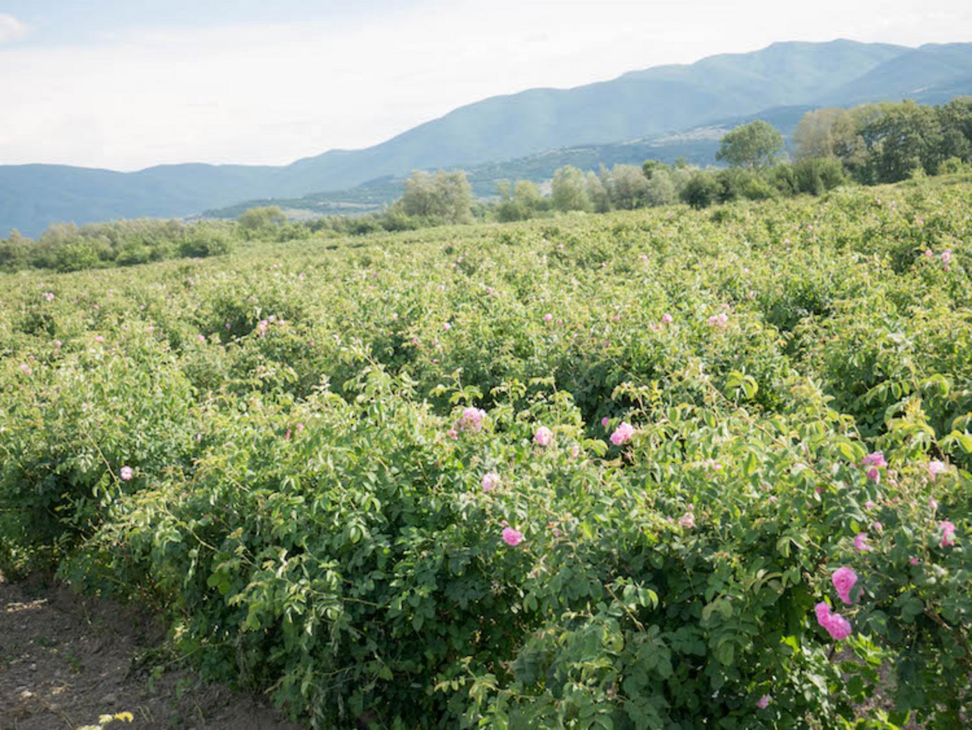 Rosenfelder so weit das Auge reicht: Hier wächst der Grundstoff für das bulgarische Rosenöl.