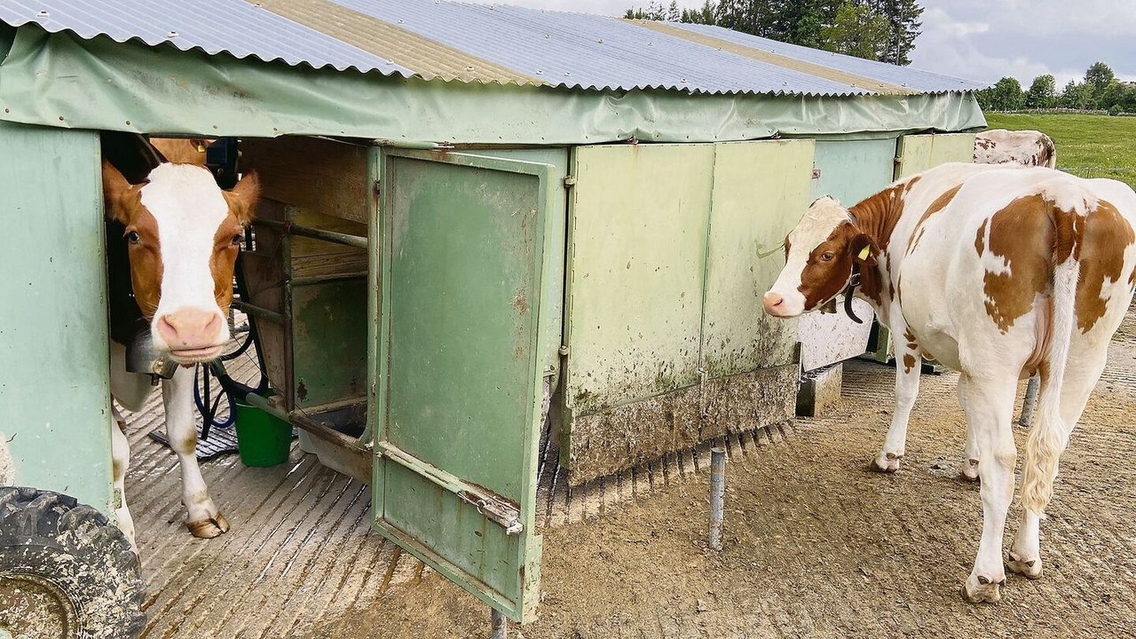 Nach dem Melken können die Kühe den Melkstand nach vorne verlassen und direkt zurück auf die Weide. 