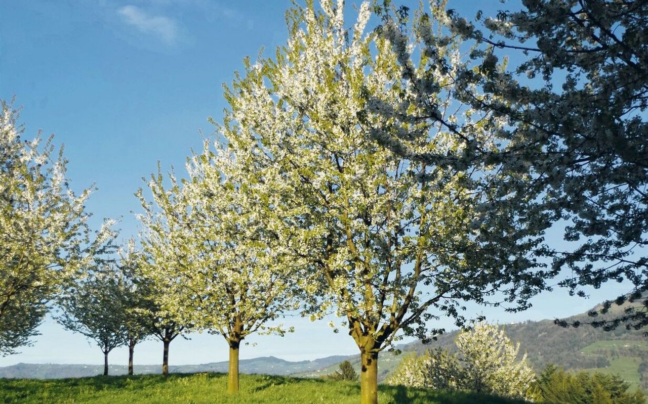 Diese zehnjährigen Bäume der Familie Niederberger kommen ins Hauptertragsalter und verfügen über einen Aufbau, der für die Ernte mit dem hydraulischen Baumschüttler ideal ist.