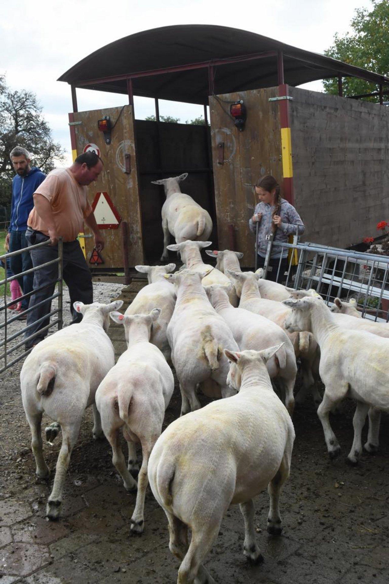 Die geschorenen Schafe werden wieder verladen und abtransportiert. (Bild Andreas Walker)