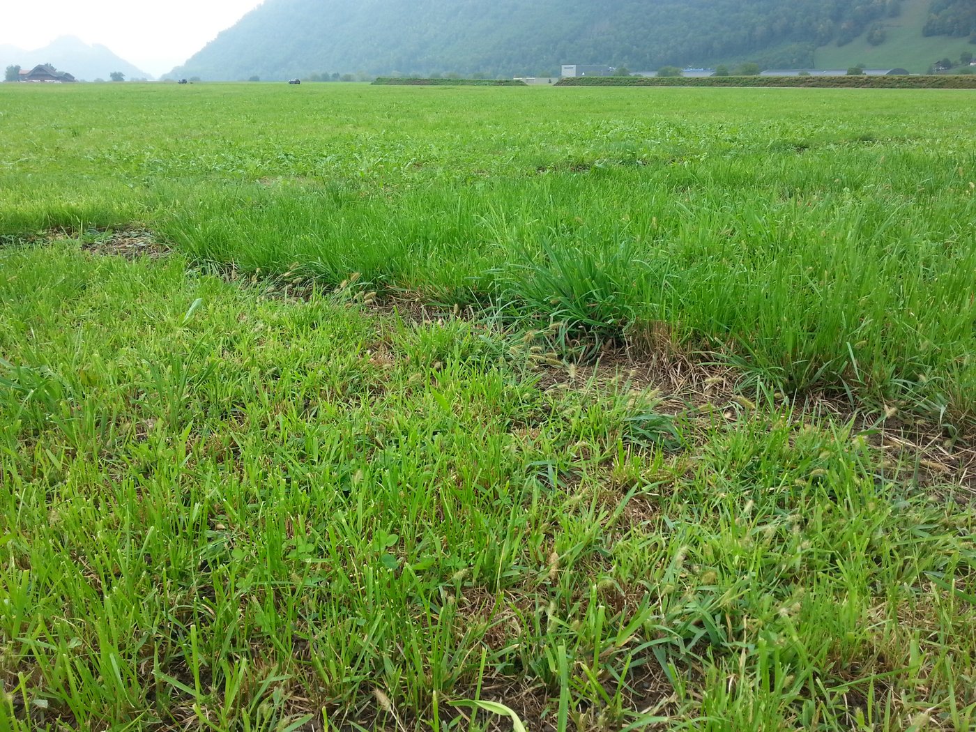 Ein höherer Schnitt (rechte Parzelle) unterdrückt die Borstenhirse deutlich. (Bild zVg) 