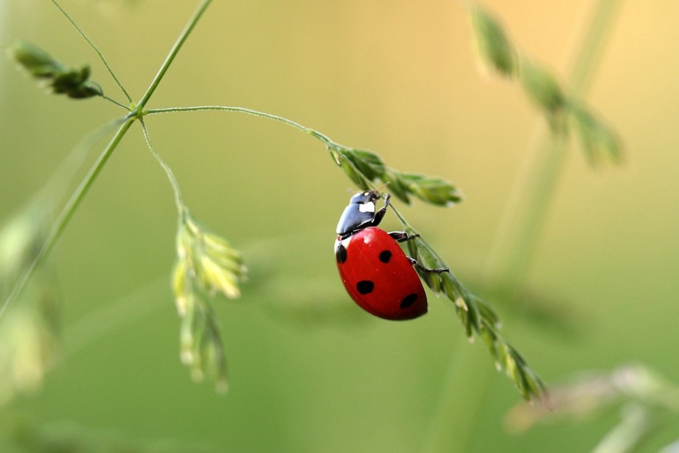 Viele der fast 2700 untersuchten Insektenarten sind rückläufig.  (Symbolbild Pixabay)