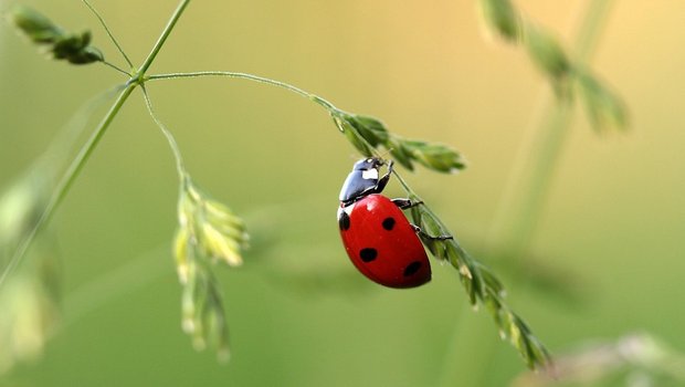 Viele der fast 2700 untersuchten Insektenarten sind rückläufig. (Symbolbild Pixabay)