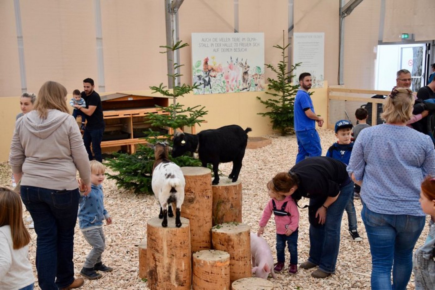 Streichelzoo an der Olma. (Bild Jasmine Baumann)