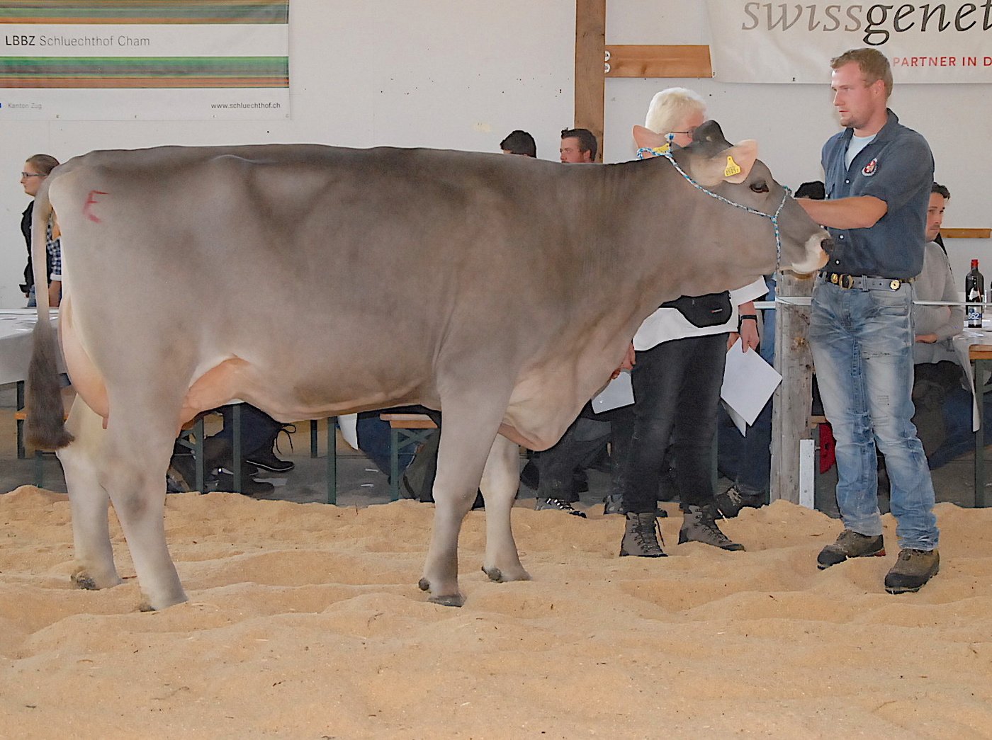 Champion OB Wilsen Anna von Josef Grab, Unterägeri.