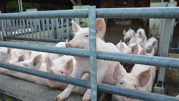 Soll der neue Schweinemaststall nach Minimal- oder Labelvorschriften ausgerichtet werden? Baukosten, Arbeitszeit und Schlachtpreise müssen dabei berücksichtigt werden. (Bild Aline Küenzi)