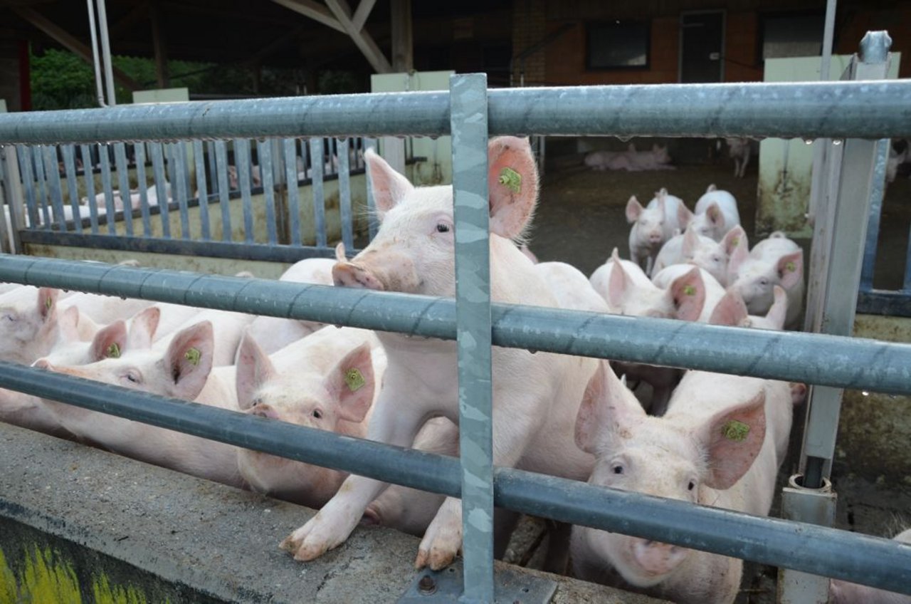 Soll der neue Schweinemaststall nach Minimal- oder Labelvorschriften ausgerichtet werden? Baukosten, Arbeitszeit und Schlachtpreise müssen dabei berücksichtigt werden. (Bild Aline Küenzi)