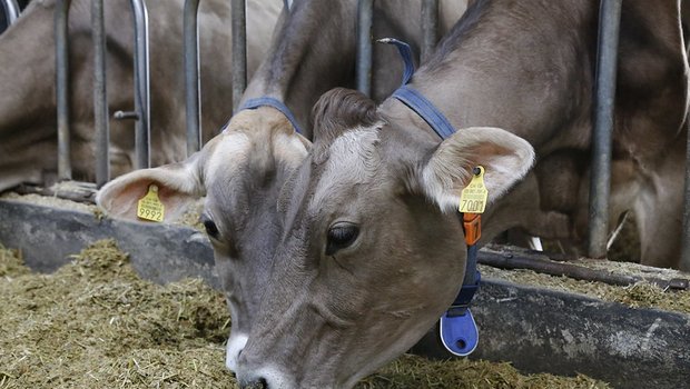 Schweizer Kühe fressen hauptsächlich Raufutter. Kraftfutter gibt Energie - und wirkt sich auf die Kosten aus. (Bild lid)
