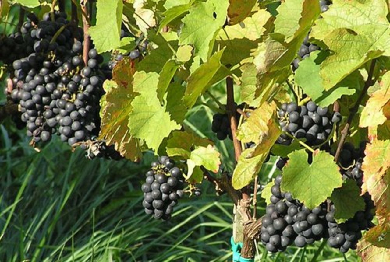 142 Tonnen rote Trauben wurden dieses Jahr im Kanton Luzern geerntet. (BIld lid)