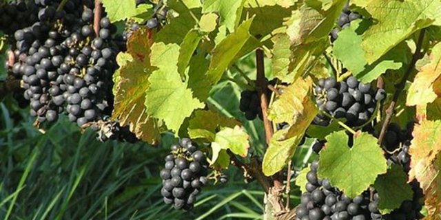 142 Tonnen rote Trauben wurden dieses Jahr im Kanton Luzern geerntet. (BIld lid)