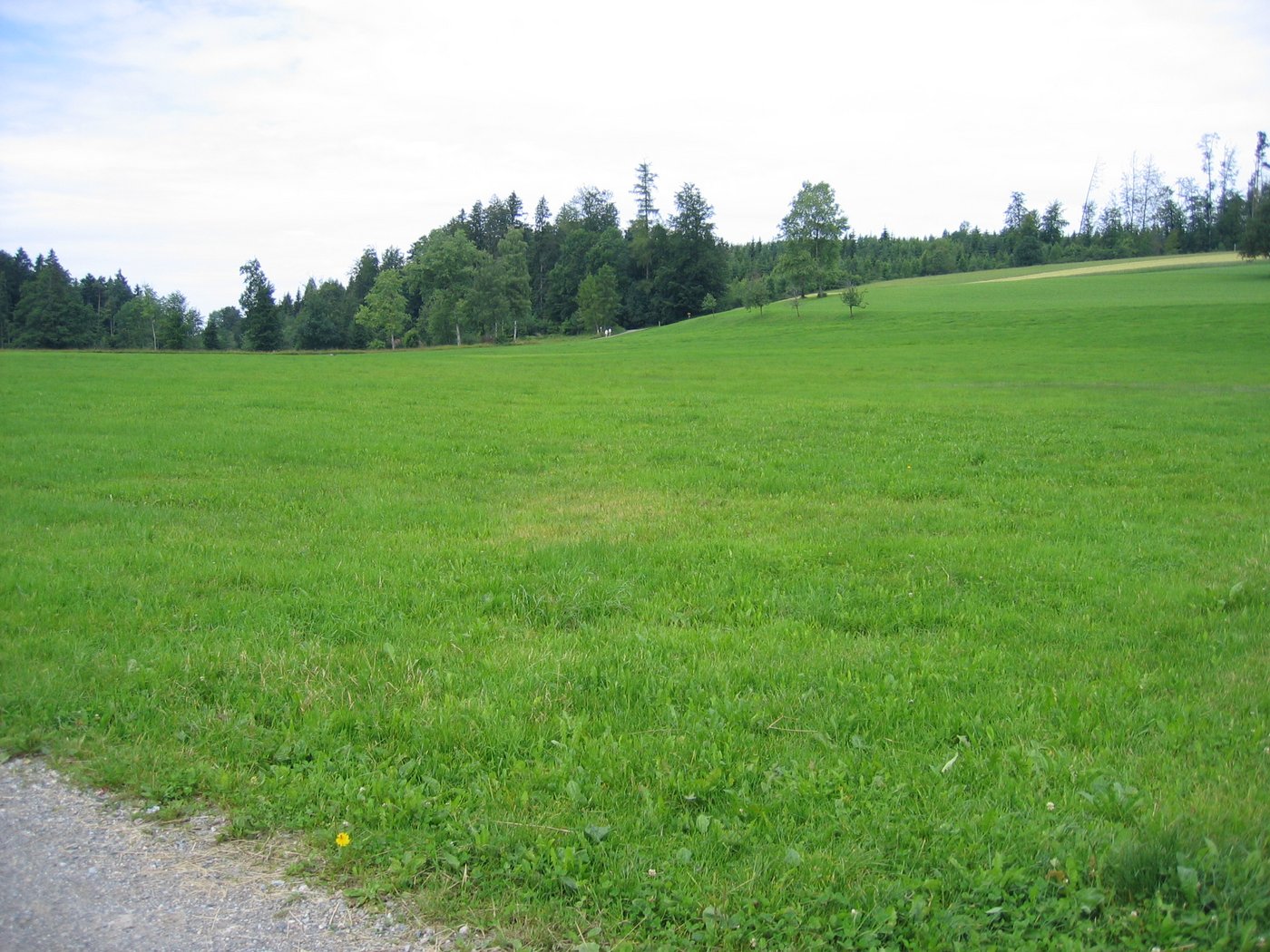 So präsentierte die Gundelen oberhalb der Forch  vor der Umwandlung in eine Riedwiese. 