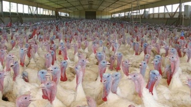 Anders als in Deutschland sind Schweizer Geflügelbestände von der Vogelgrippe bis anhin verschont geblieben. (Bild agrarfoto.com) 