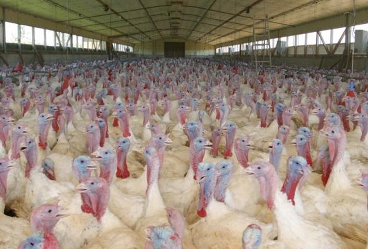 Anders als in Deutschland sind Schweizer Geflügelbestände von der Vogelgrippe bis anhin verschont geblieben. (Bild agrarfoto.com) 