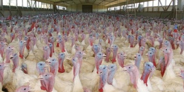 Anders als in Deutschland sind Schweizer Geflügelbestände von der Vogelgrippe bis anhin verschont geblieben. (Bild agrarfoto.com) 