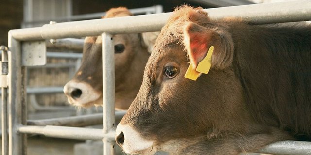 Egal ob intensiv oder extensiv, die ersten sechs Monate seien alle Kälber gleich zu füttern, sagt Fachfrau Franziska Duss.