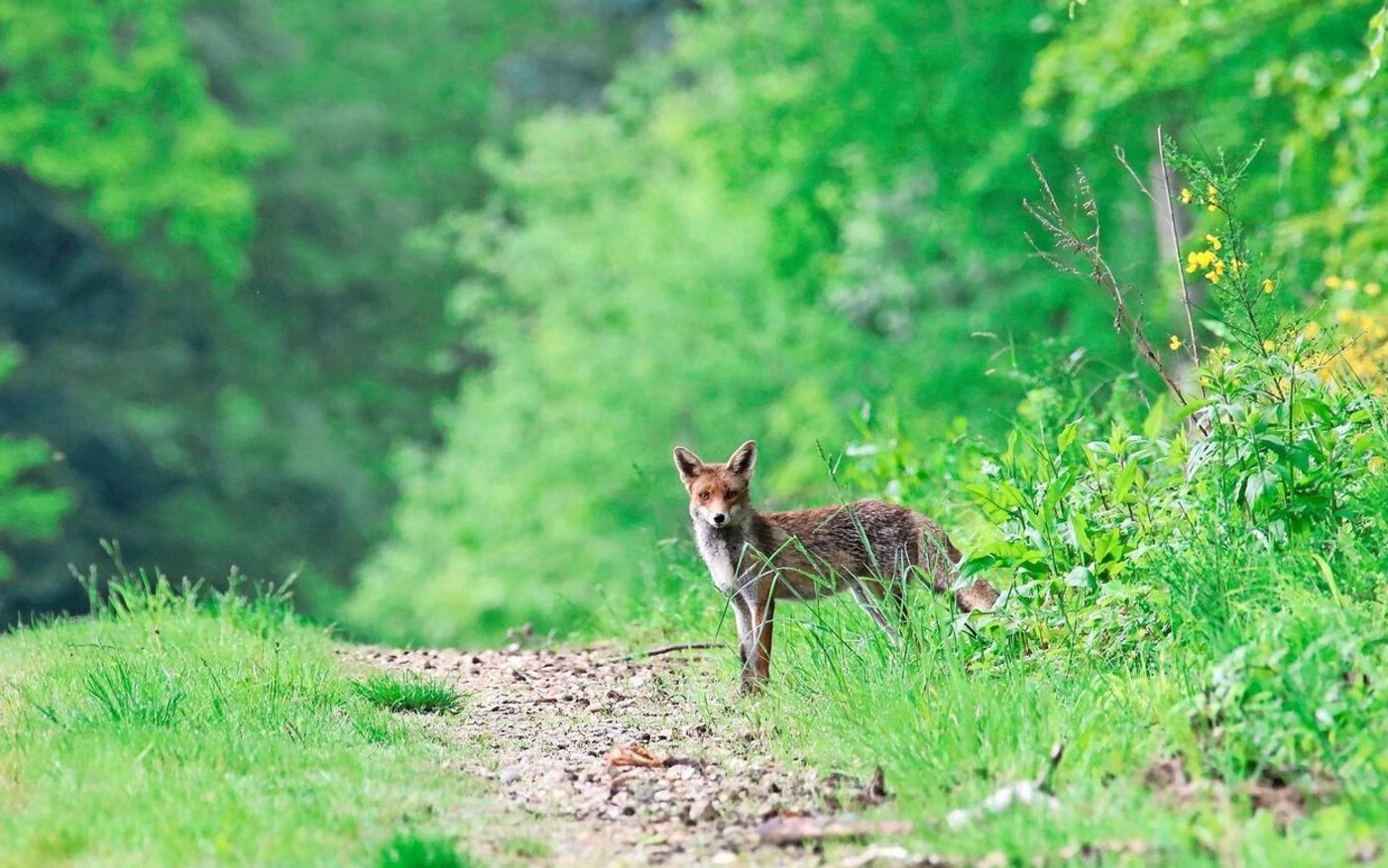 Wenn Wölfe die Nähe von Menschen suchen, gilt das als unerwünschtes Verhalten. Füchse haben sich in Dörfern und Städten etabliert.