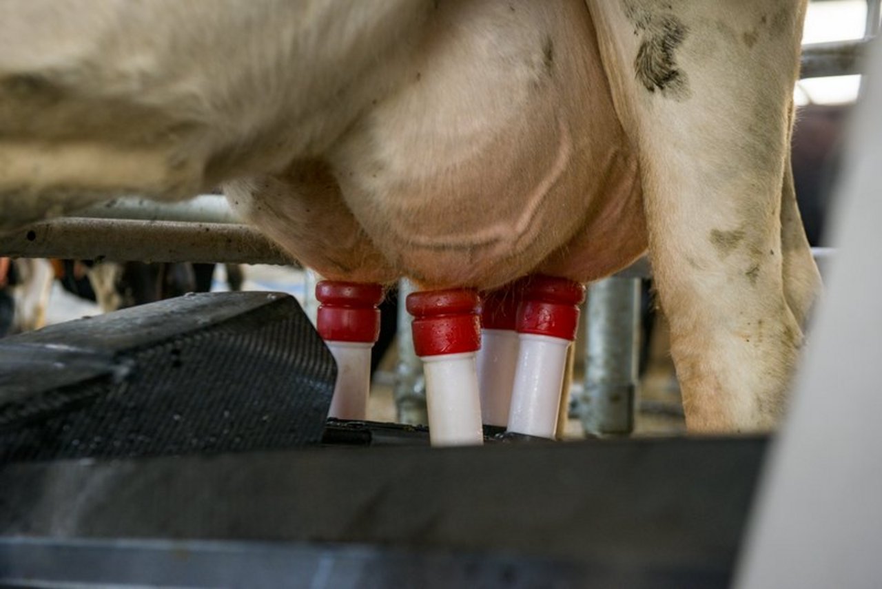 Mastitis-Erreger können mit dem MID frühzeitig erkannt werden. (Bild BauZ)