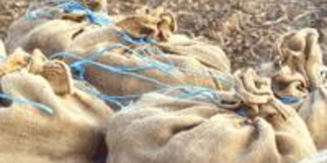 Aus wirtschaftlichen Gründen sammeln in Frankreich wieder mehr Leute auf den Feldern liegengebliebene Kartoffeln ein. (Bild lid)