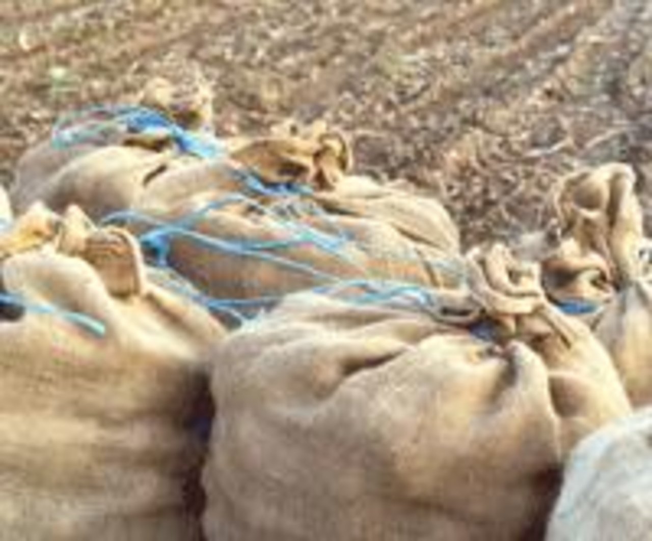 Aus wirtschaftlichen Gründen sammeln in Frankreich wieder mehr Leute auf den Feldern liegengebliebene Kartoffeln ein. (Bild lid)