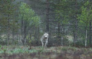 Bei der Begegnung mit einem Wolf sollte man ruhig bleiben, Abstand halten und dem Wolf die Möglichkeit zum Rückzug geben. (Bild Unsplash)