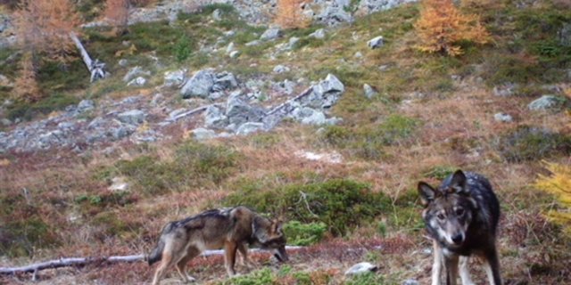 Das bereits bekannte Wolfsrudel im Oberwallis war im November 2016 erstmals in eine Fotofalle getappt. (Bild Gruppe Wolf Schweiz)