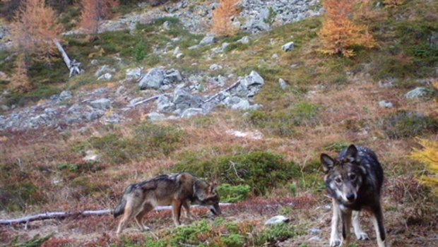 Das bereits bekannte Wolfsrudel im Oberwallis war im November 2016 erstmals in eine Fotofalle getappt. (Bild Gruppe Wolf Schweiz)