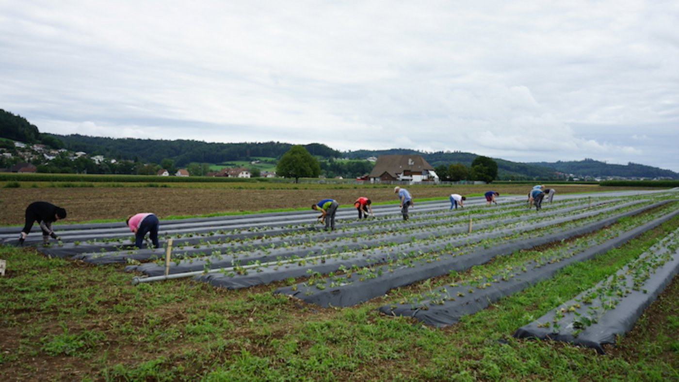 Nicht nur in der Pflücksaison sind Helfer gefragt. (Bild lid)