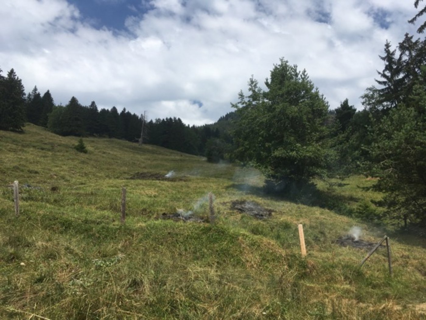 Auf dieser Weide in Arth-Goldau kam es zu acht Mottbränden. (Bild Kapo SZ)