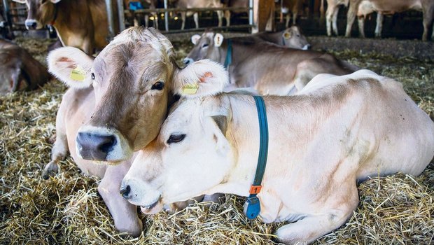 Nicht gestresste Tiere sind weniger anfällig auf Lungenentzündungen.