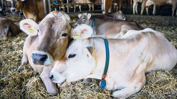 Ungestresste Kühe Nicht gestresste Tiere sind weniger anfällig auf Lungenentzündungen.