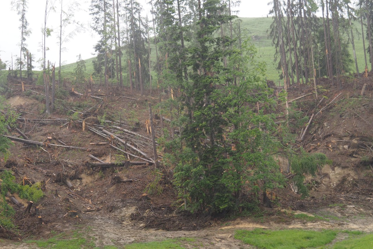 Im Nordwald in Hundwil/Stein wird ein Teil des vom Sturm gefällten Holzes liegen gelassen.