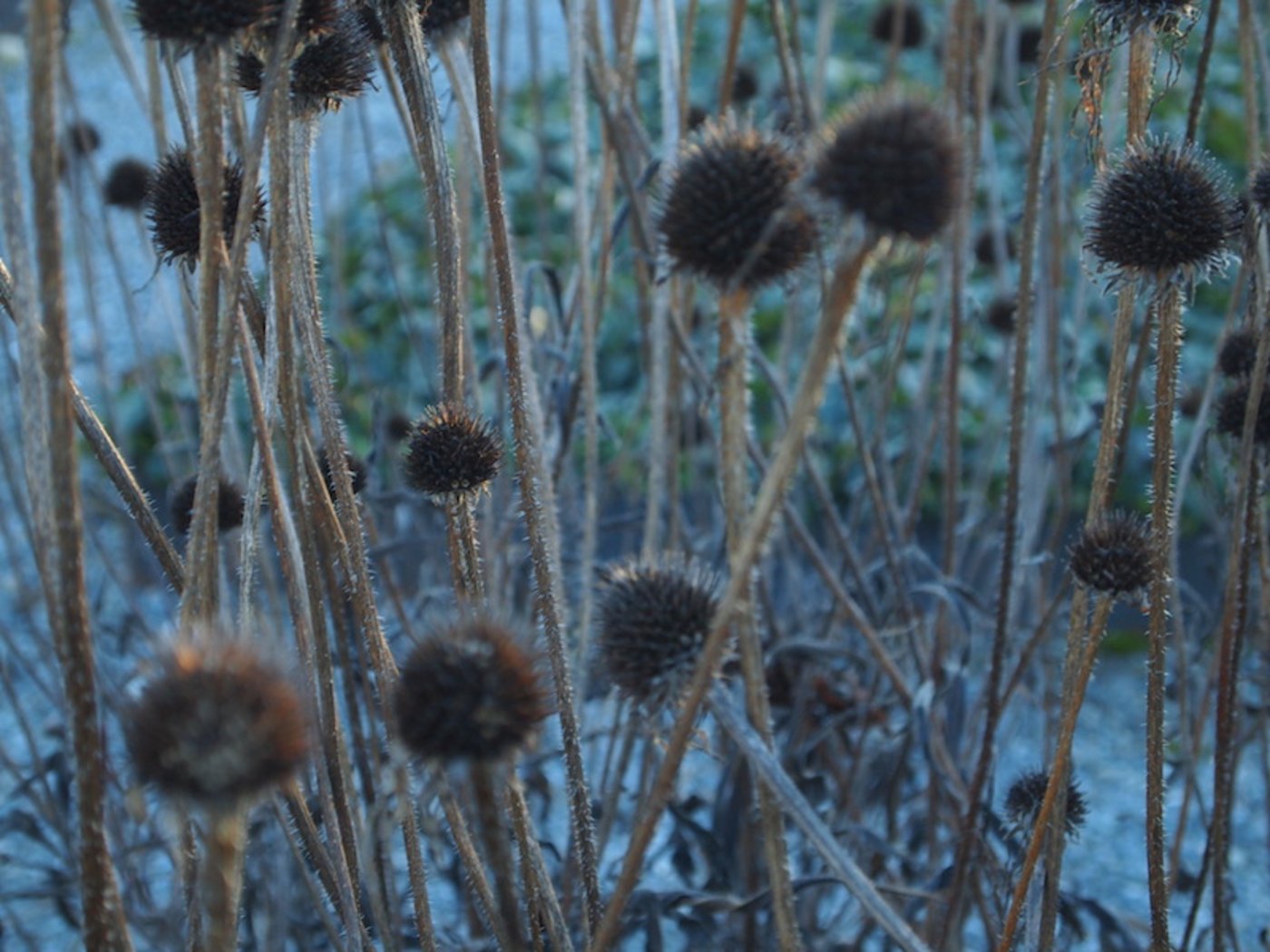 Verblühte Blütenstände sehen schön aus und bieten Insekten im Winterhalbjahr ein Zuhause.