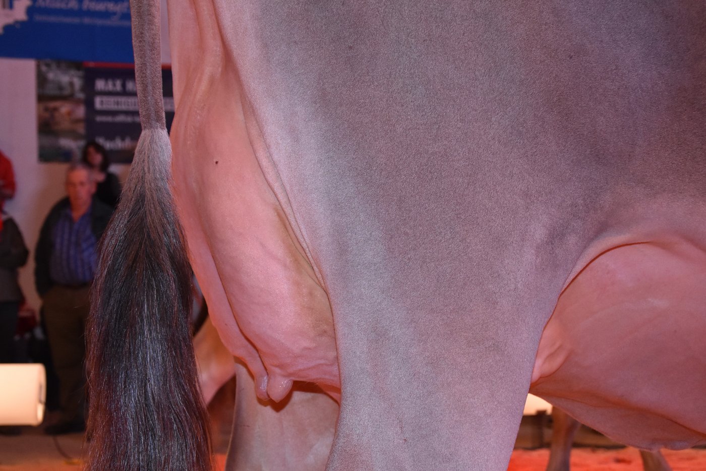 Schöneuter  OB, Bucher's Valido Livia-ET von Thomas Bucher, Neuenkirch.