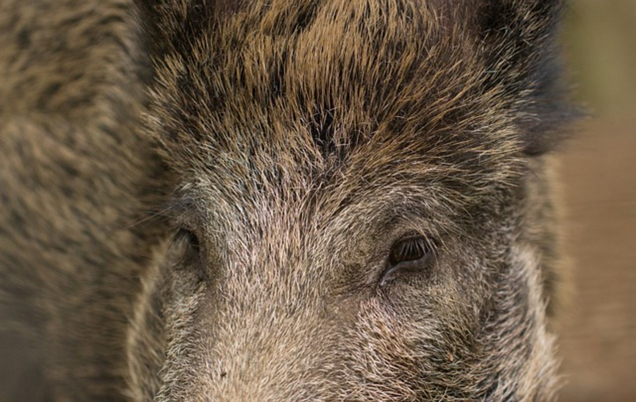 Die Behörden suchen nach weiteren Wildschweinen, welche an dem Virus verstarben. (Symbolbild Pixabay)