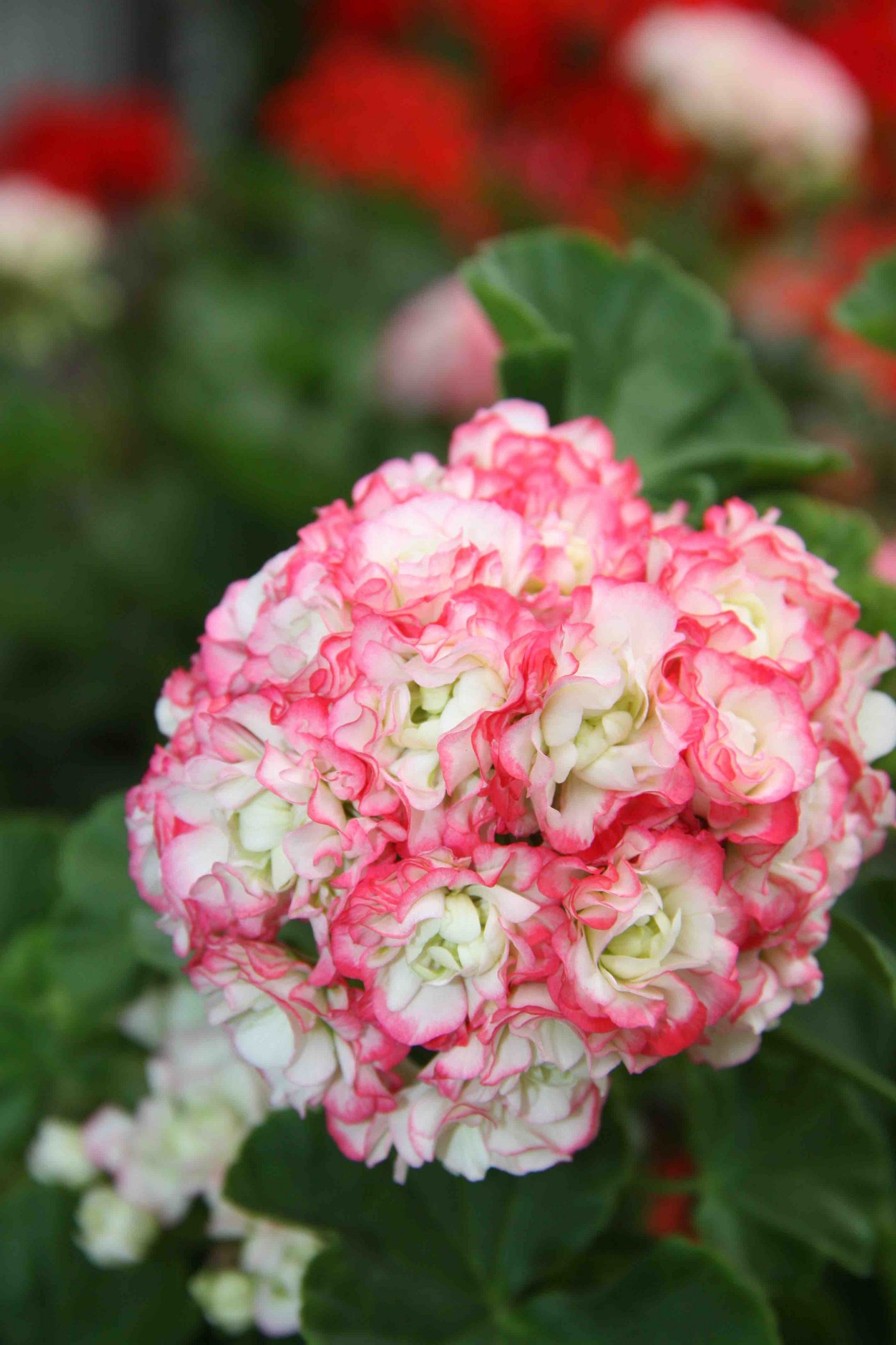 Die vielen kleinen Blüten der "Appleblossom Rosebud" erinnern an Apfelblüten.