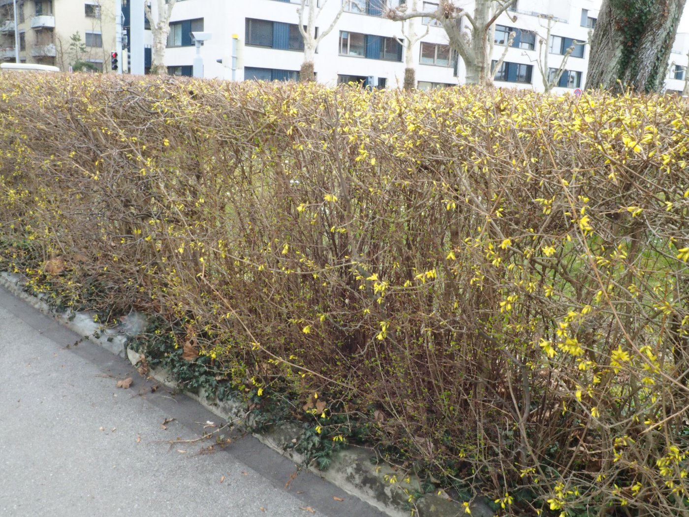 Auch mit Forsythien lassen sich Heckenkörper bilden. Allerdings sind sie ökologisch nicht so wertvoll, wie beispielsweise Kornelkirschen. 