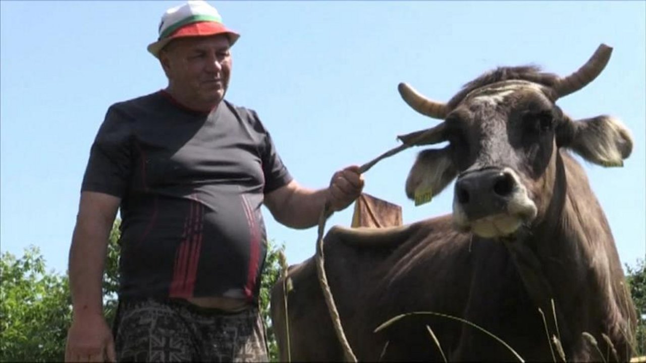 Darf leben: Die bulgarische Kuh Penka. (Bild Twitter/Euronews)