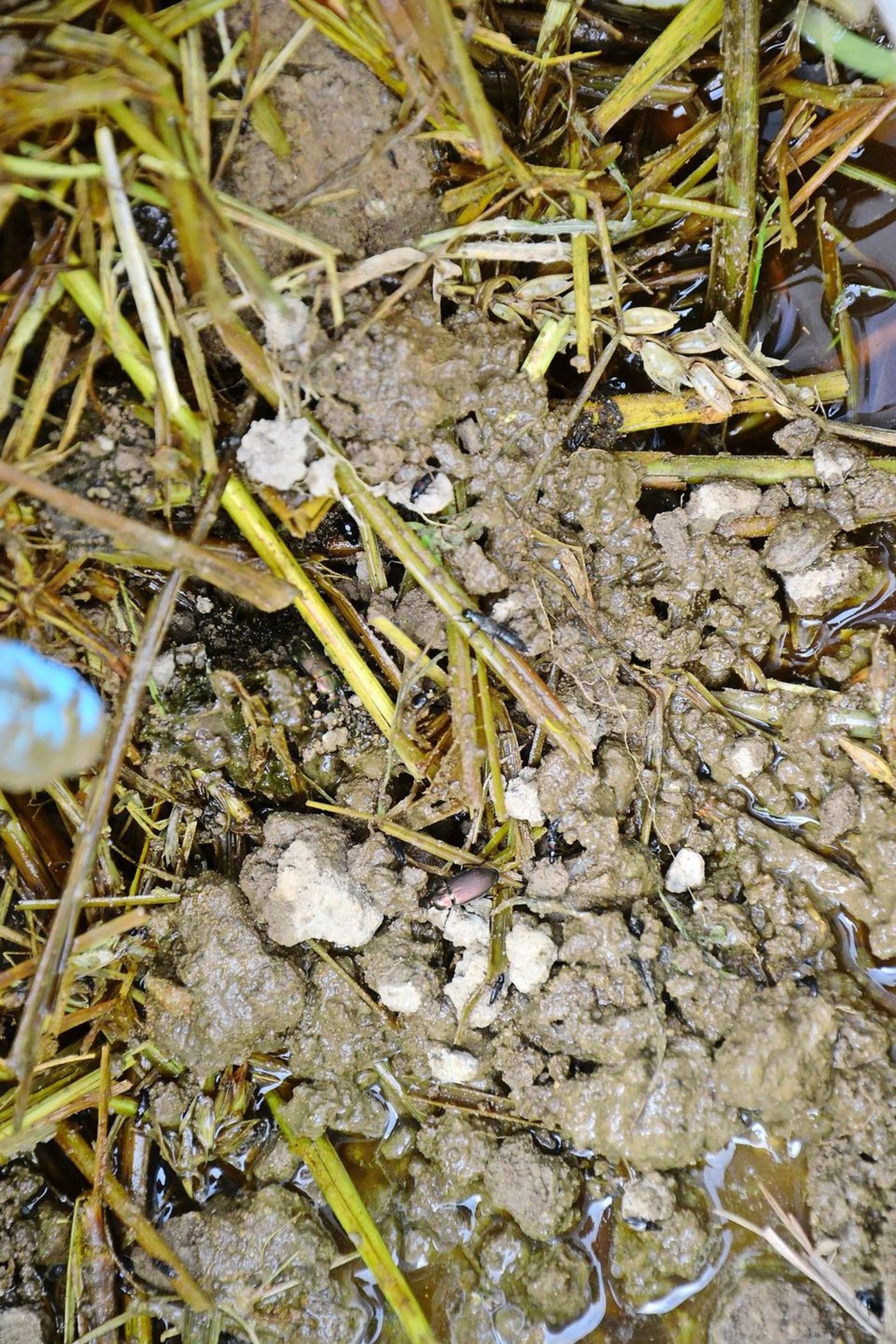 Links ein schimmernder Laufkäfer, der zu einer reichen Wiesenfauna gehört. Rechts ein Kurzflügler: eine schmale räuberische Käferart.