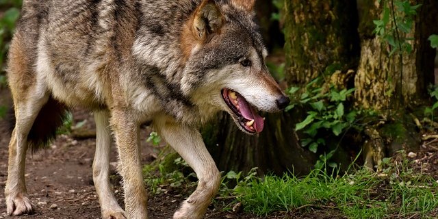 Der Wolf M135 ist offenbar vom Kanton Aargau bis in Appenzellische gewandert. (Symbolbild pixabay)