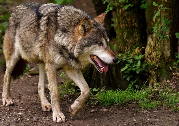 Der Wolf M135 ist offenbar vom Kanton Aargau bis in Appenzellische gewandert. (Symbolbild pixabay)