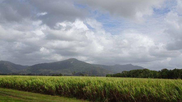 Zuckerrohr bei Cairns, Queensland. (Bild mr)