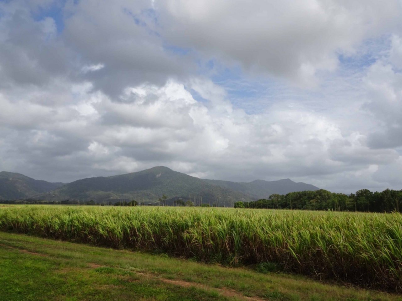 Zuckerrohr bei Cairns, Queensland. (Bild mr)