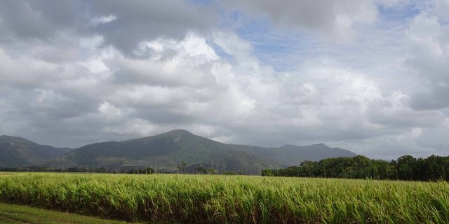 Zuckerrohr bei Cairns, Queensland. (Bild mr)